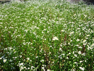 white flowers 2.JPG